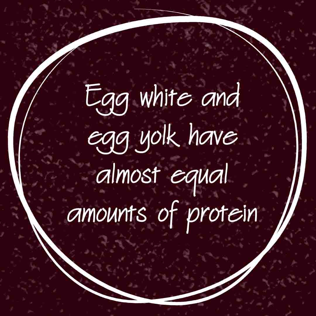 egg yolk nutrition information food myth buster